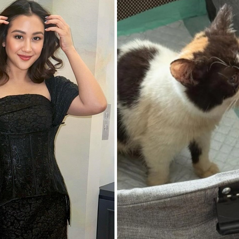 Sherina Munaf selamatkan salah satu kucing di rumah Uya Kuya, kondisinya memprihatinkan