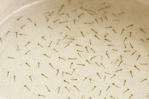 Bak mandi penuh jentik nyamuk? Tak perlu diberi obat khusus, pakai 1 bahan dapur ini untuk membasminya