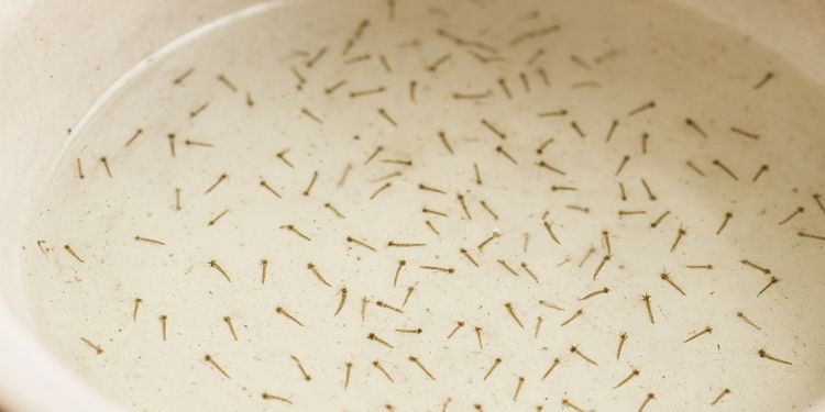 Bak mandi penuh jentik nyamuk? Tak perlu diberi obat khusus, pakai 1 bahan dapur ini untuk membasminya
