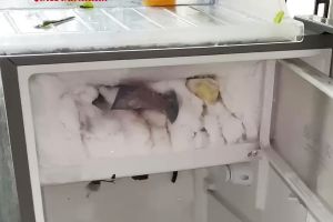 Bunga es freezer tebal dan mulai penuh? Jangan dicongkel! Coba atasi dengan cara ini biar aman