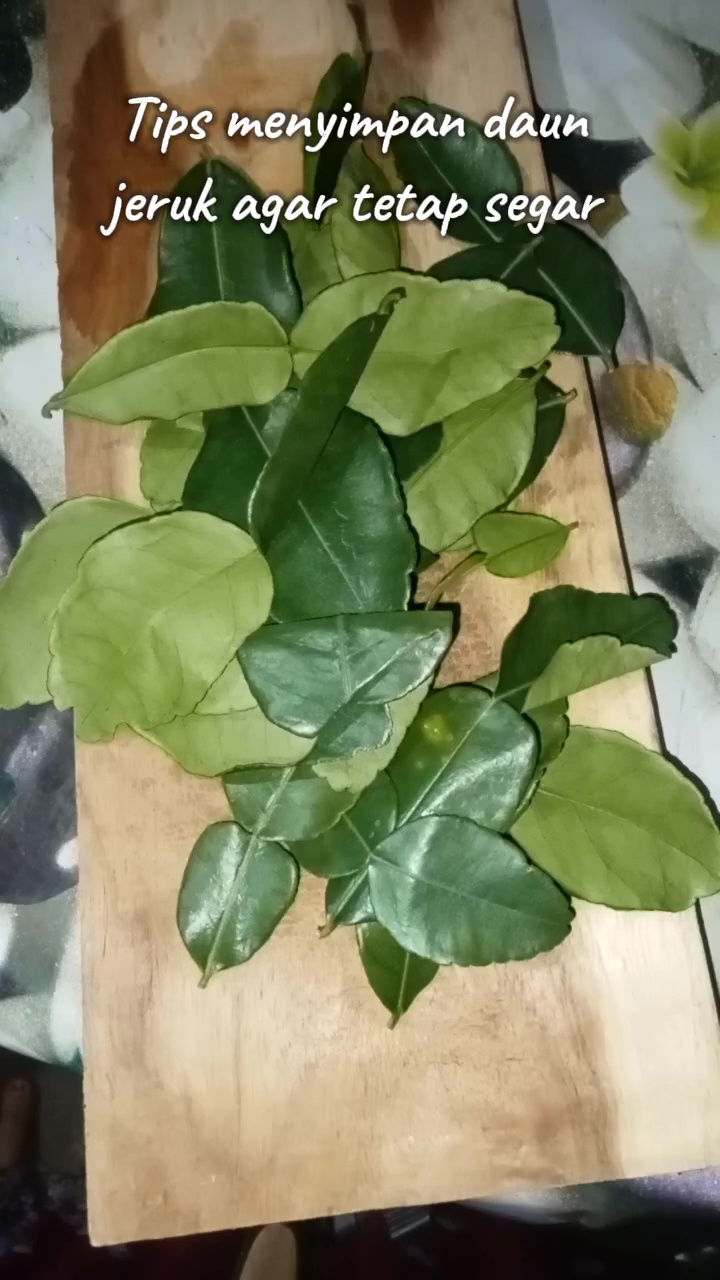 Simpan daun jeruk terlalu lama malah kering atau busuk? Pakai cara ini agar tetap hijau hingga 1 bulan