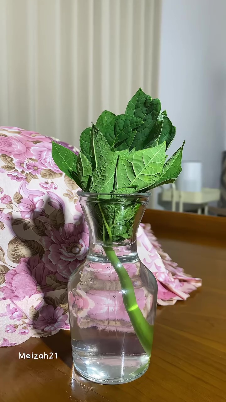 Solusi ampuh usir lalat di meja makan agar santapan terhindari dari kuman, praktis modal 1 jenis daun