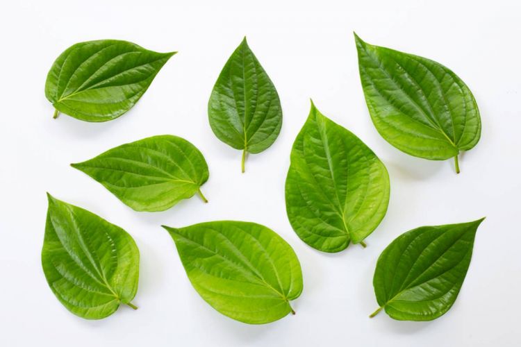 Bukan cuma bagus untuk mulut dan gigi, ini 8 manfaat daun sirih untuk wajah yang wajib kamu tahu