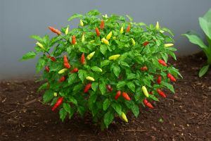 Tanaman cabai auto berbuah lebat cuma bermodal kulit pisang, begini cara pakainya