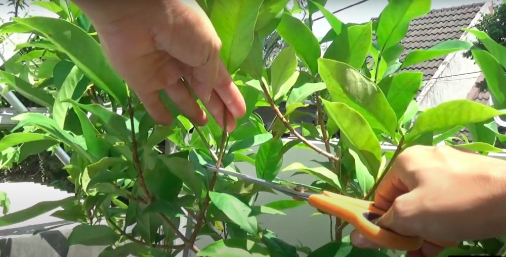 Cuma pakai bumbu dapur sederhana, ini trik melebatkan tanaman daun salam biar makin rimbun dan lebar
