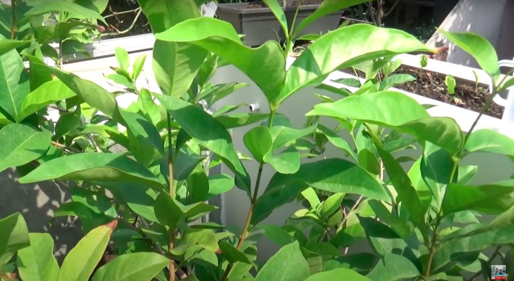 Cuma pakai bumbu dapur sederhana, ini trik melebatkan tanaman daun salam biar makin rimbun dan lebar