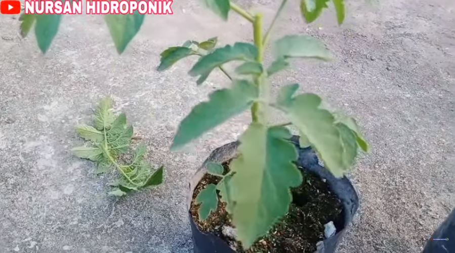 Tak perlu buang-buang tenaga, ini trik agar tanaman tomat semakin subur dan berbuah lebat