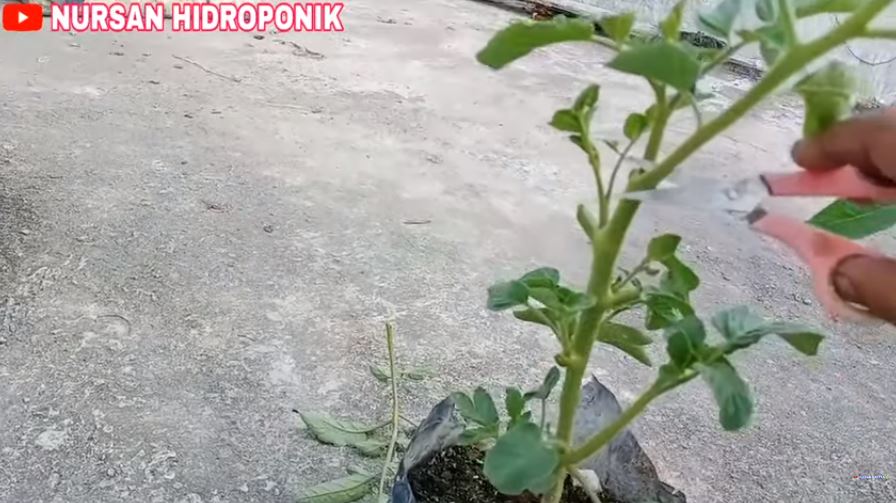 Tak perlu buang-buang tenaga, ini trik agar tanaman tomat semakin subur dan berbuah lebat
