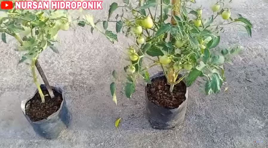 Tak perlu buang-buang tenaga, ini trik agar tanaman tomat semakin subur dan berbuah lebat