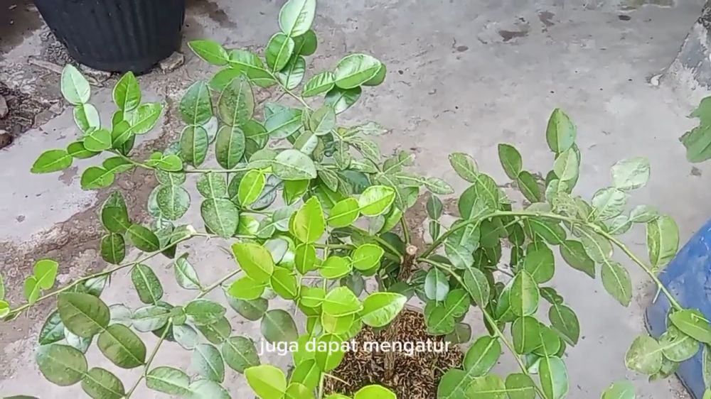 Triknya super praktis! Merawat pohon daun jeruk agar lebih rimbun dan bebas hama pakai 1 bahan dapur