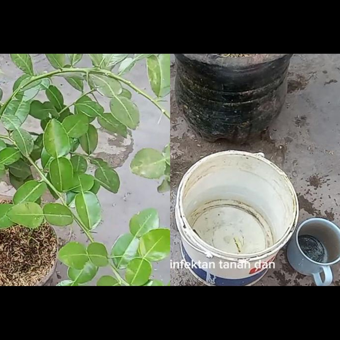 Triknya super praktis! Merawat pohon daun jeruk agar lebih rimbun dan bebas hama pakai 1 bahan dapur
