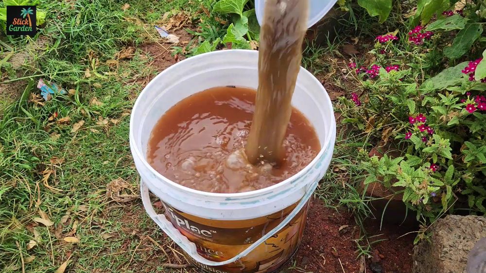 Tanpa pupuk mahal, ini cara bikin tanaman tomat berbuah lebat pakai kompos dan tambahan 1 bahan dapur