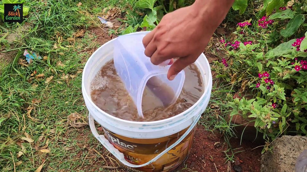 Tanpa pupuk mahal, ini cara bikin tanaman tomat berbuah lebat pakai kompos dan tambahan 1 bahan dapur