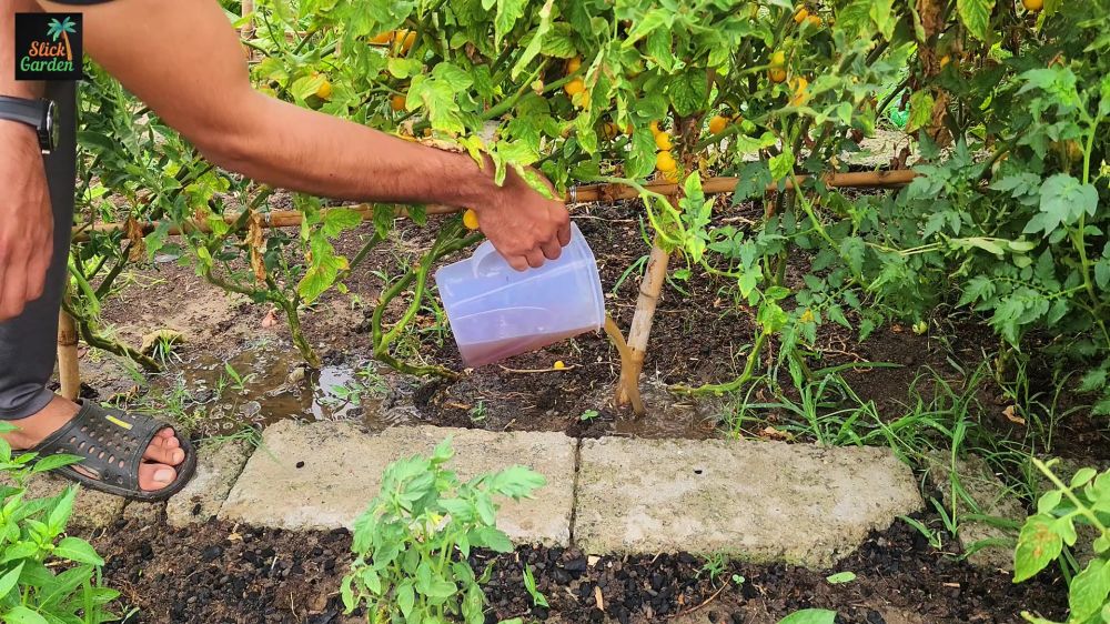 Tanpa pupuk mahal, ini cara bikin tanaman tomat berbuah lebat pakai kompos dan tambahan 1 bahan dapur
