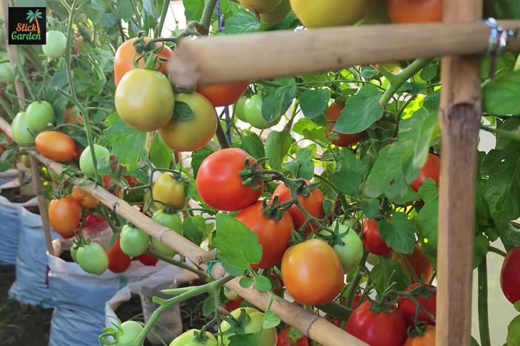 Tanpa pupuk mahal, ini cara bikin tanaman tomat berbuah lebat pakai kompos dan tambahan 1 bahan dapur