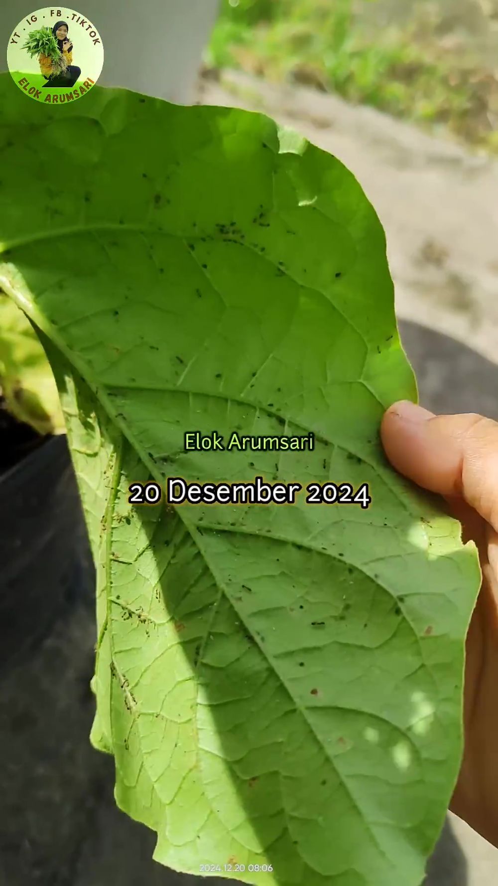 Jangan dibiarkan, semut di tanaman terong bisa bikin buahnya rusak! Segera atasi dengan cara ampuh ini