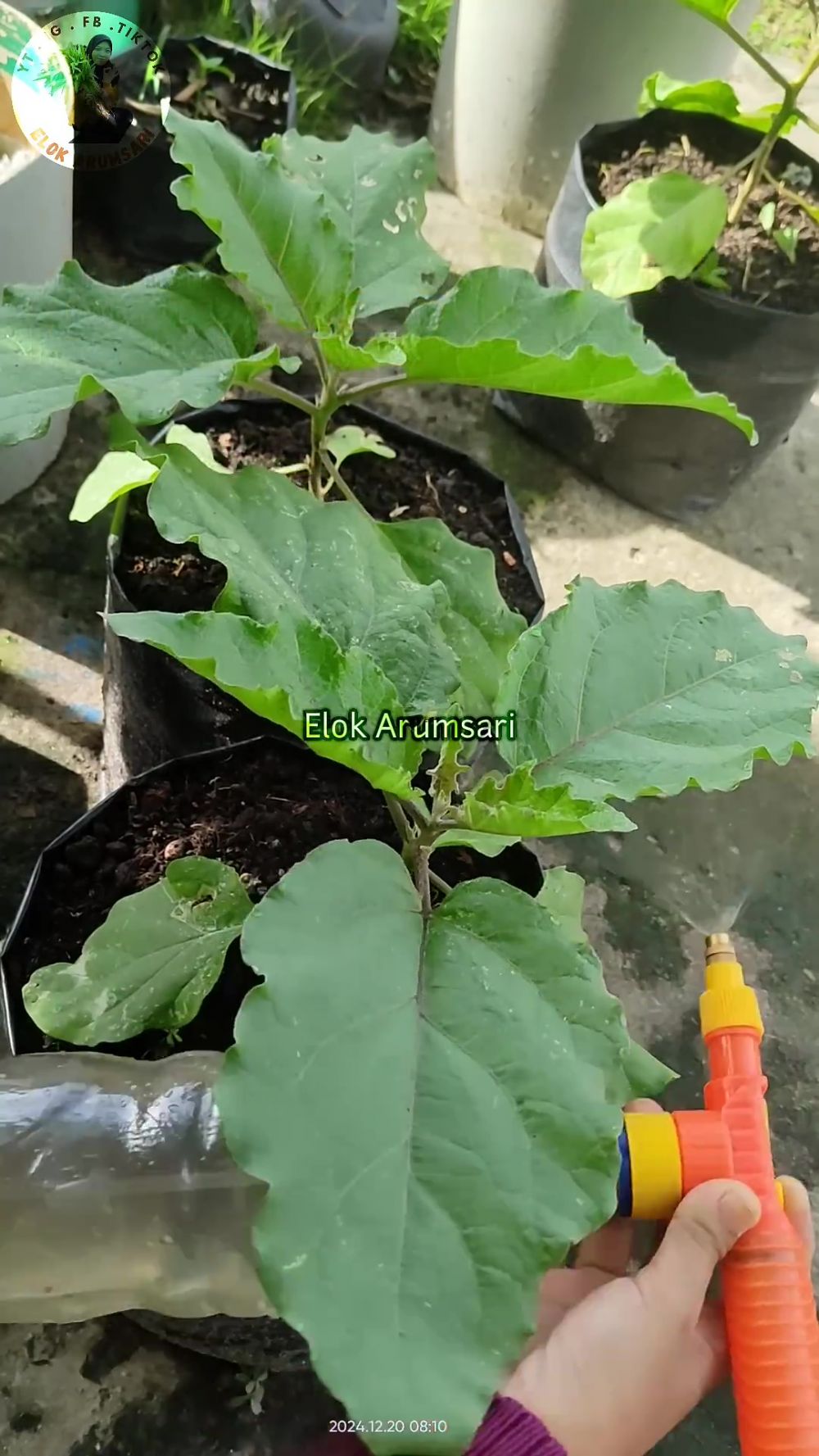 Jangan dibiarkan, semut di tanaman terong bisa bikin buahnya rusak! Segera atasi dengan cara ampuh ini
