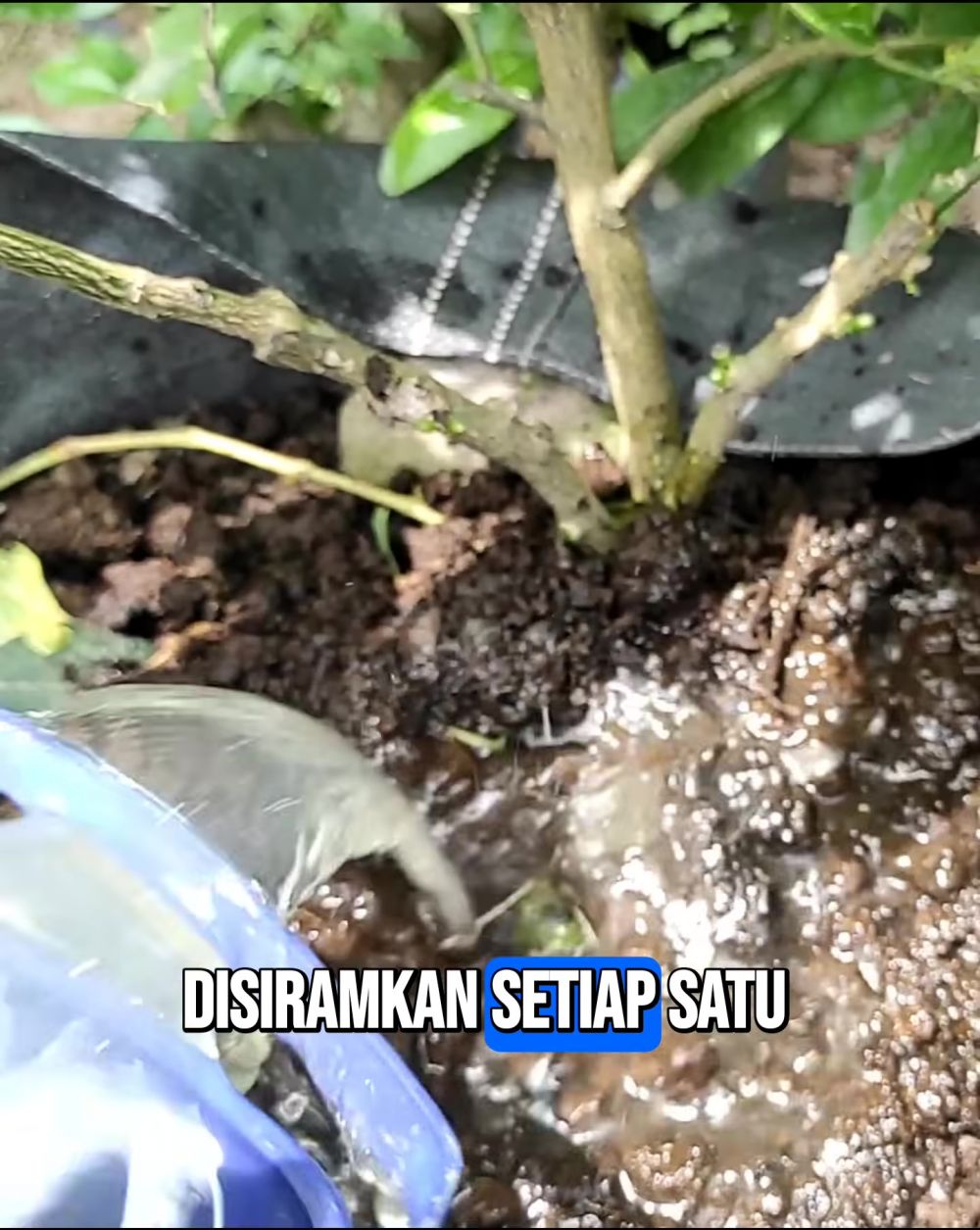 Cukup dipakai 1 bulan sekali, pupuk dari 3 bahan makanan ini auto bikin tanaman anggur berbuah lebat