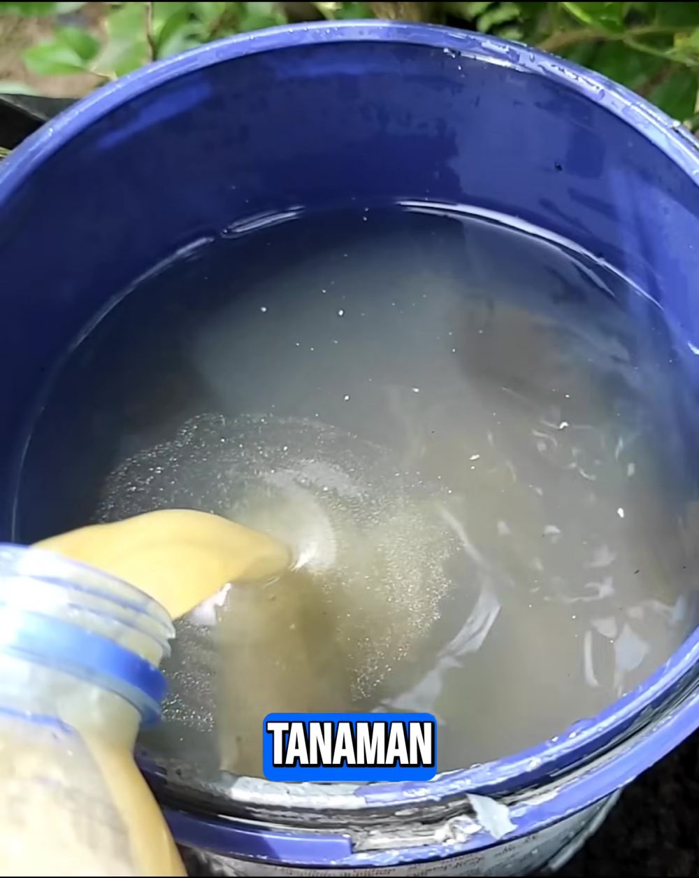 Cukup dipakai 1 bulan sekali, pupuk dari 3 bahan makanan ini auto bikin tanaman anggur berbuah lebat