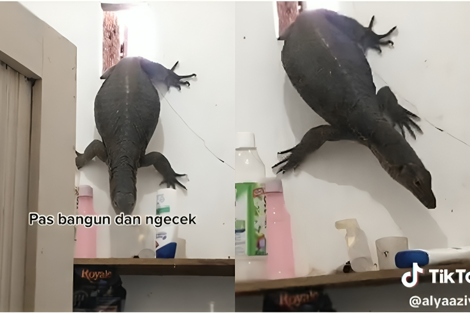 Lihat biawak jumbo masuk kamar mandi dari ventilasi, reaksi wanita ini nggak kayak cewek pada umumnya