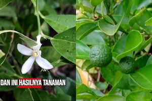 Cara ini ampuh memaksa tanaman jeruk purut berbunga dan berbuah lebat, modalnya cuma 2 bahan dapur