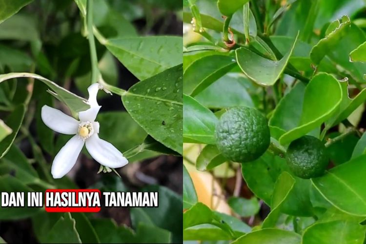 Cara ini ampuh memaksa tanaman jeruk purut berbunga dan berbuah lebat, modalnya cuma 2 bahan dapur