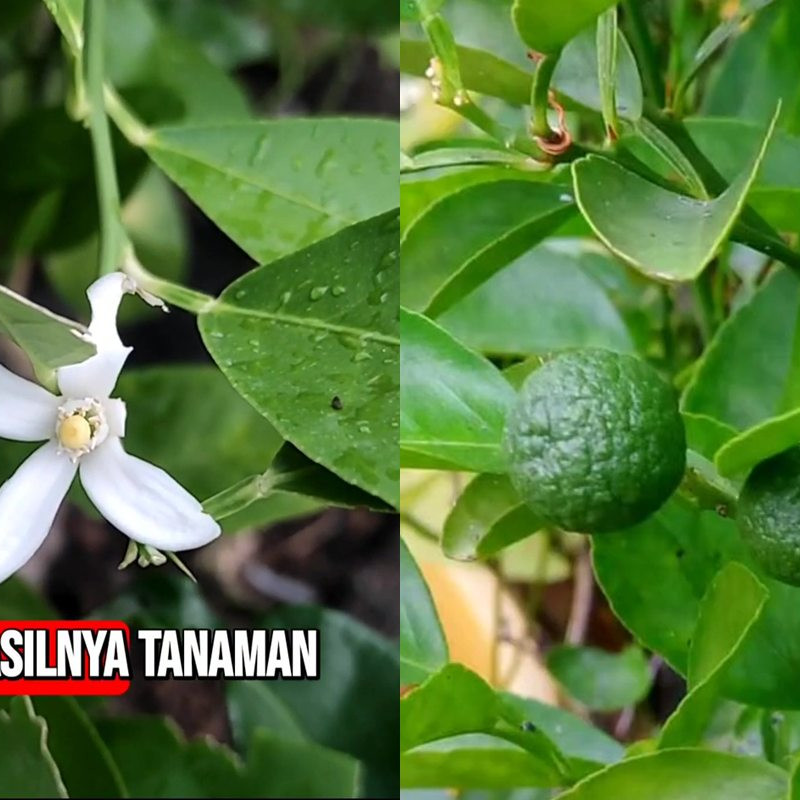 Cara ini ampuh memaksa tanaman jeruk purut berbunga dan berbuah lebat, modalnya cuma 2 bahan dapur