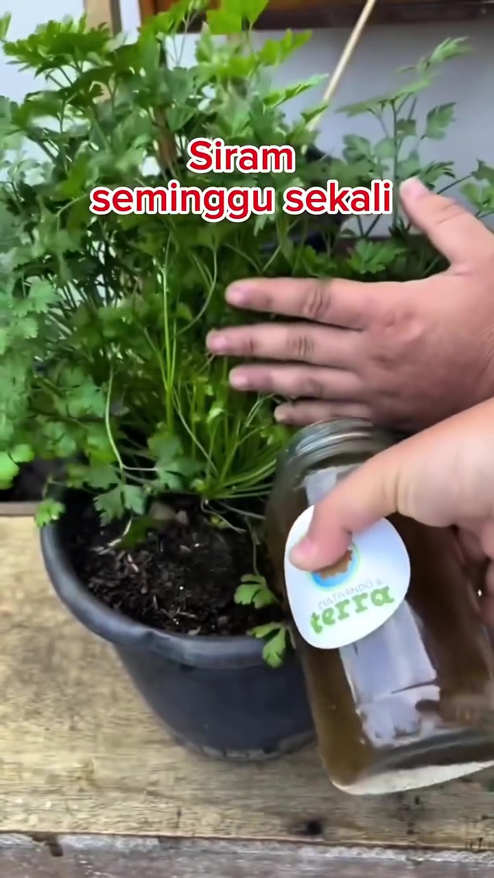 Jangan asal, begini cara pakai cangkang telur untuk pupuk tanaman seledri biar tak undang hama tikus