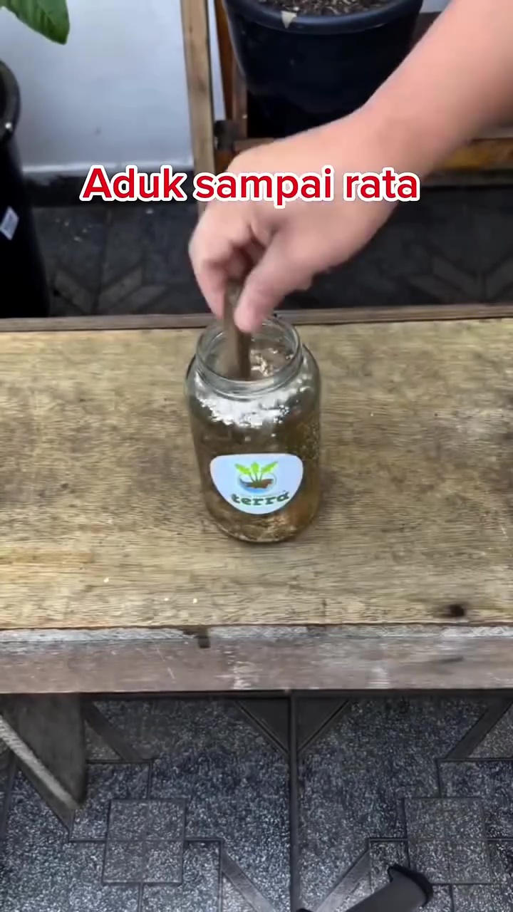 Jangan asal, begini cara pakai cangkang telur untuk pupuk tanaman seledri biar tak undang hama tikus