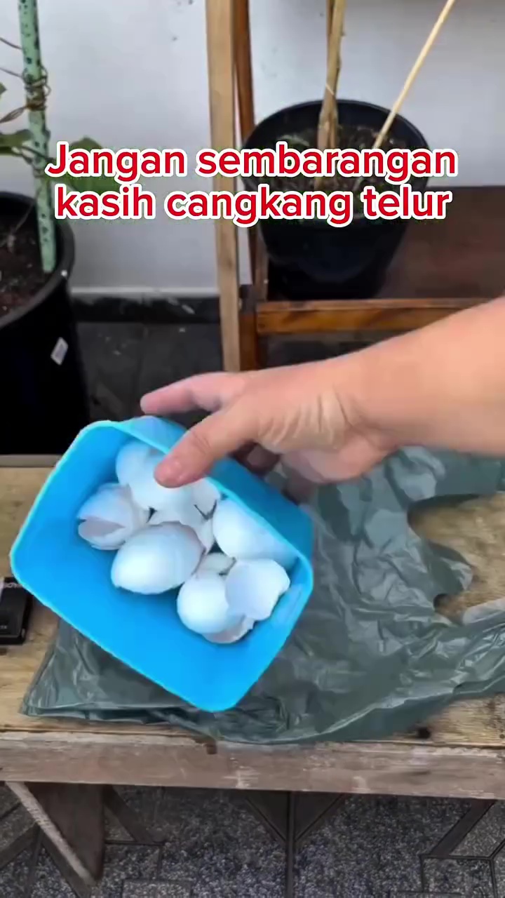 Jangan asal, begini cara pakai cangkang telur untuk pupuk tanaman seledri biar tak undang hama tikus