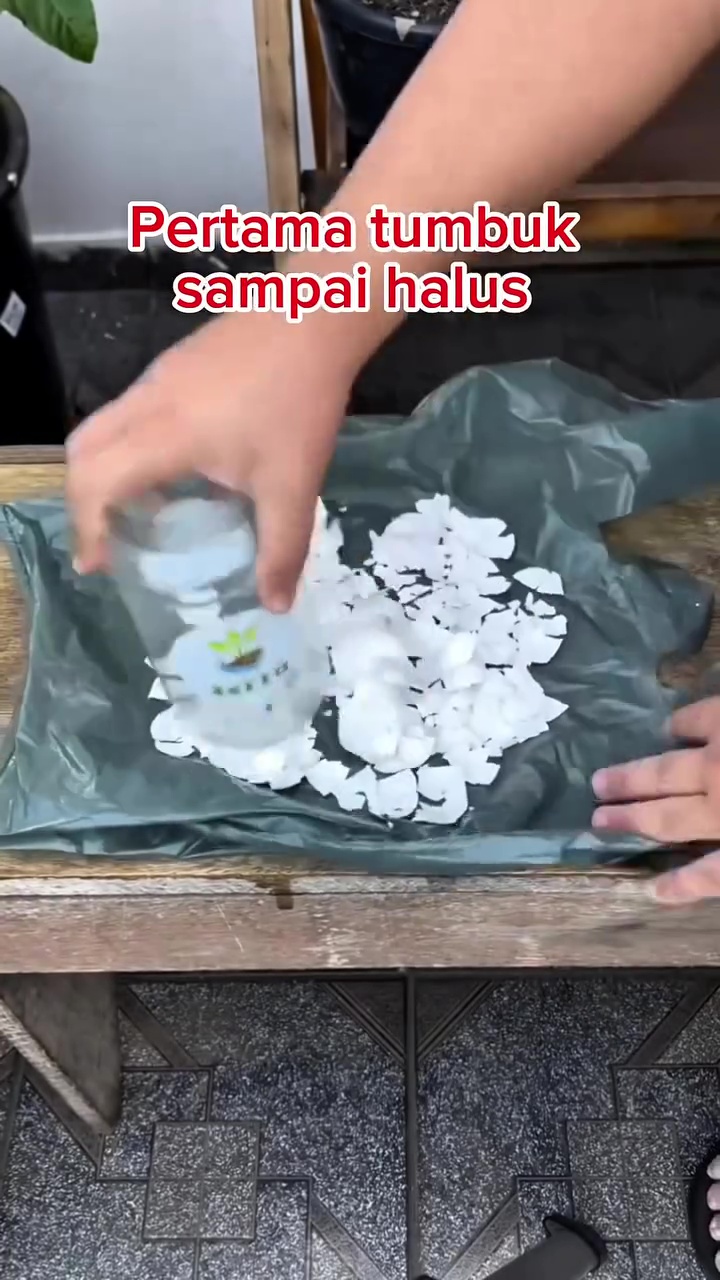 Jangan asal, begini cara pakai cangkang telur untuk pupuk tanaman seledri biar tak undang hama tikus