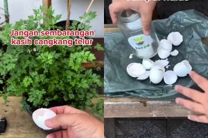 Jangan asal, begini cara pakai cangkang telur untuk pupuk tanaman seledri biar tak undang hama tikus