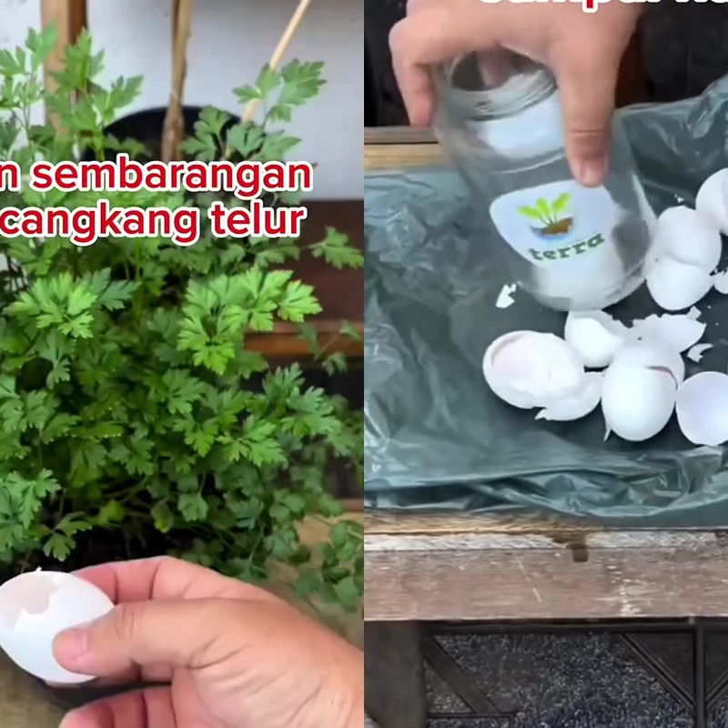 Jangan asal, begini cara pakai cangkang telur untuk pupuk tanaman seledri biar tak undang hama tikus