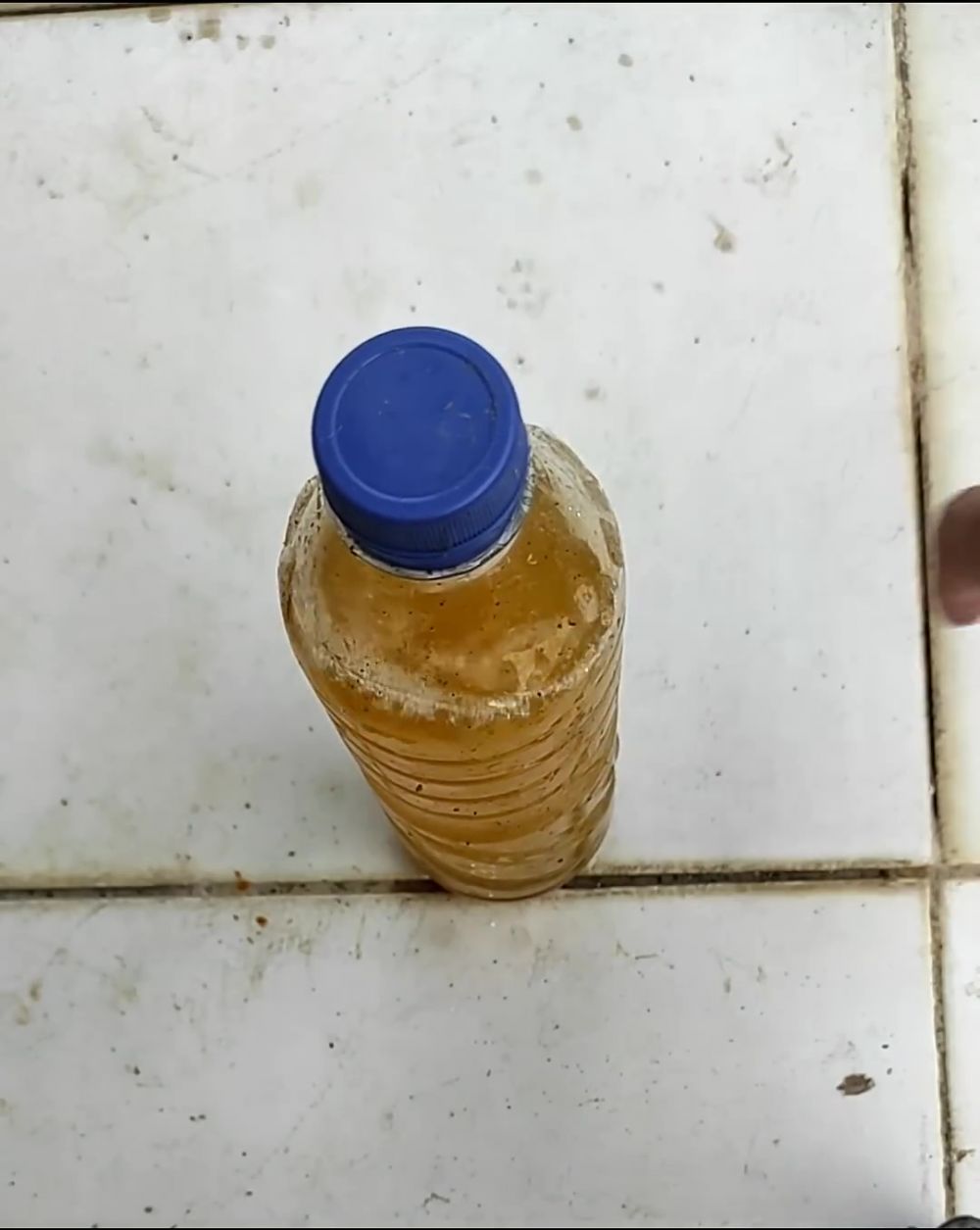 Bisa bikin buahnya kecil, ini cara mudah atasi daun tanaman cabai yang keriting bermodal 3 bahan dapur