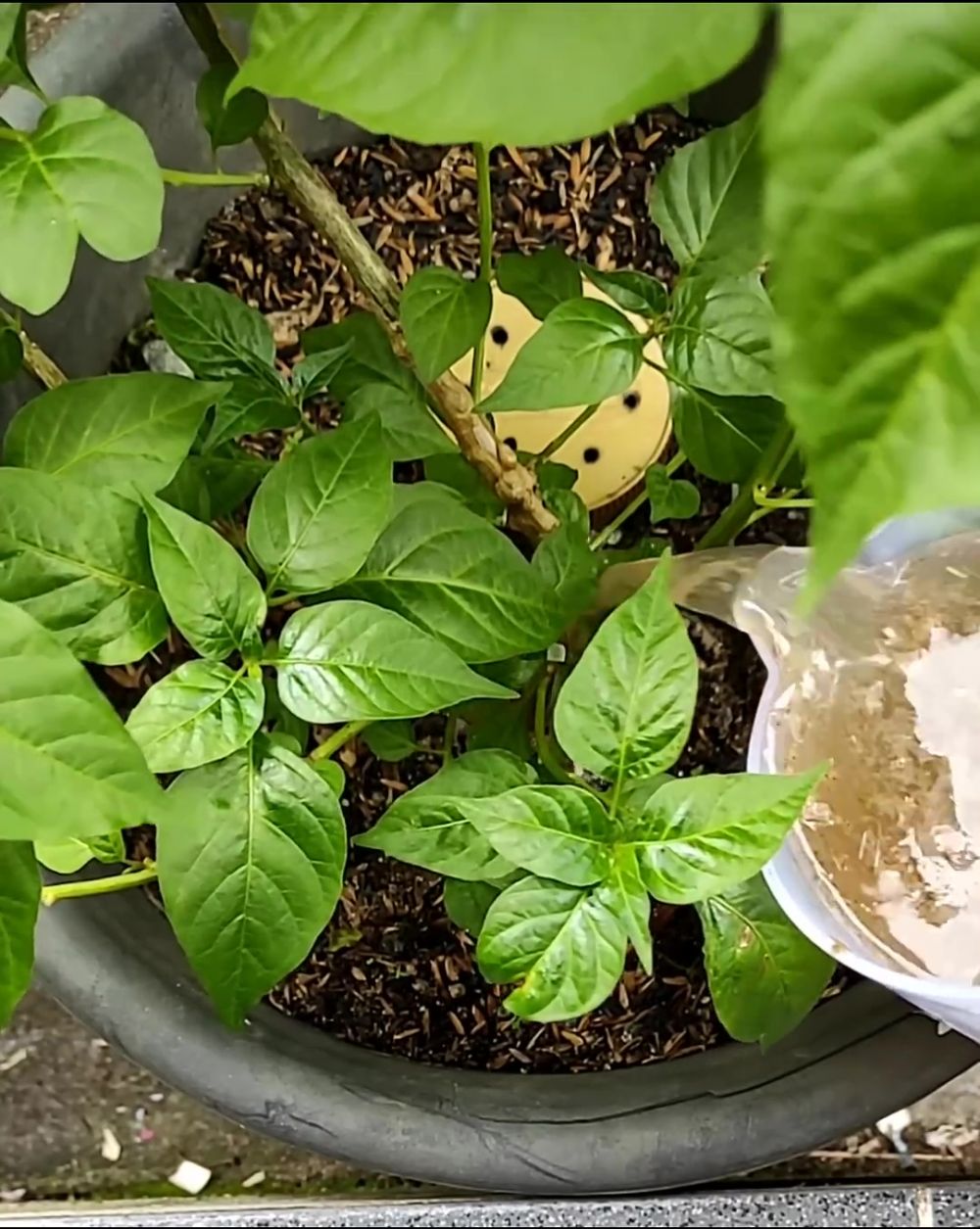 Bisa bikin buahnya kecil, ini cara mudah atasi daun tanaman cabai yang keriting bermodal 3 bahan dapur