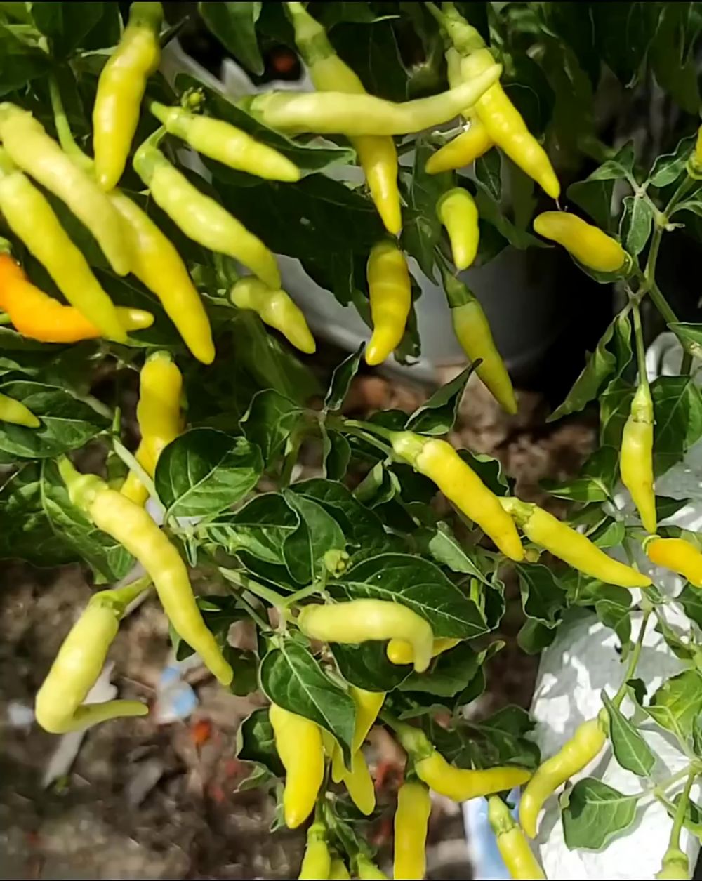 Bisa bikin buahnya kecil, ini cara mudah atasi daun tanaman cabai yang keriting bermodal 3 bahan dapur