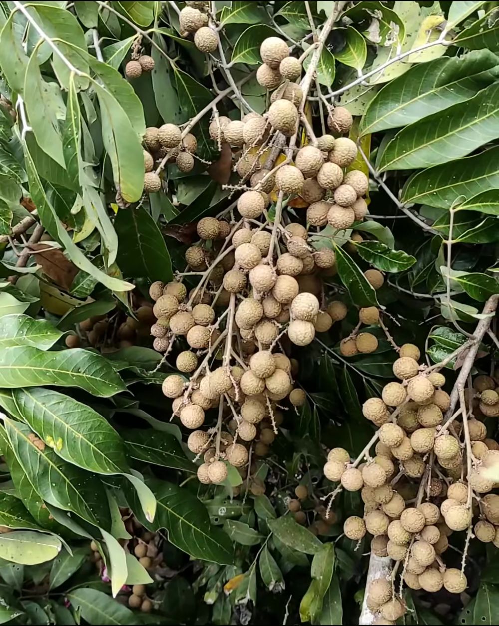 Trik suburkan pohon kelengkeng agar berbuah lebat tanpa dihinggapi hama, gunakan 1 bahan minuman ini