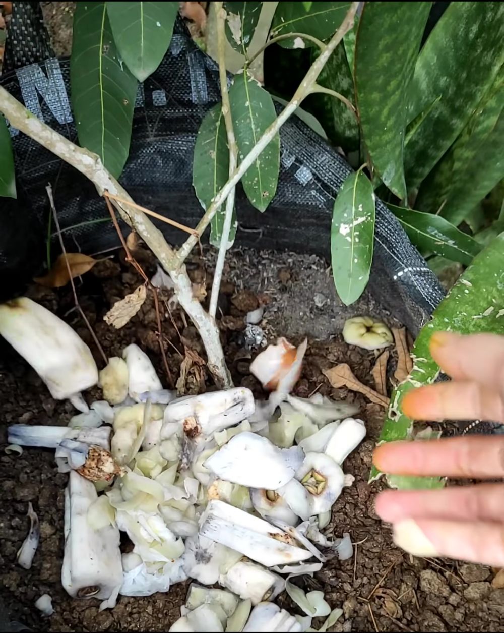 Trik suburkan pohon kelengkeng agar berbuah lebat tanpa dihinggapi hama, gunakan 1 bahan minuman ini