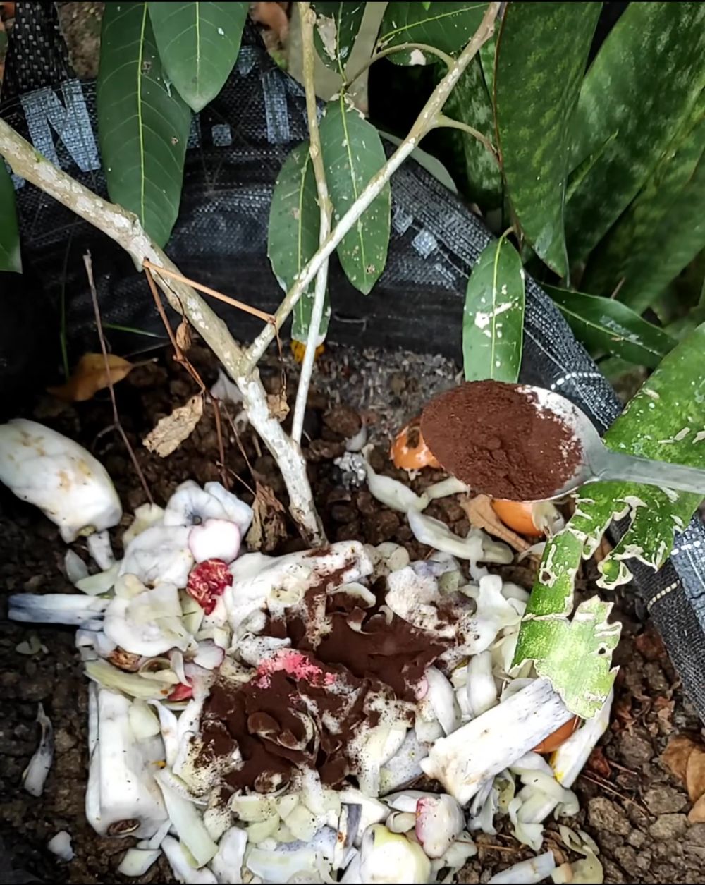 Trik suburkan pohon kelengkeng agar berbuah lebat tanpa dihinggapi hama, gunakan 1 bahan minuman ini