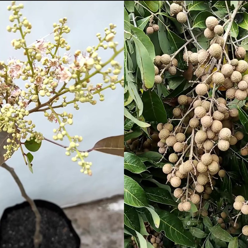 Trik suburkan pohon kelengkeng agar berbuah lebat tanpa dihinggapi hama, gunakan 1 bahan minuman ini