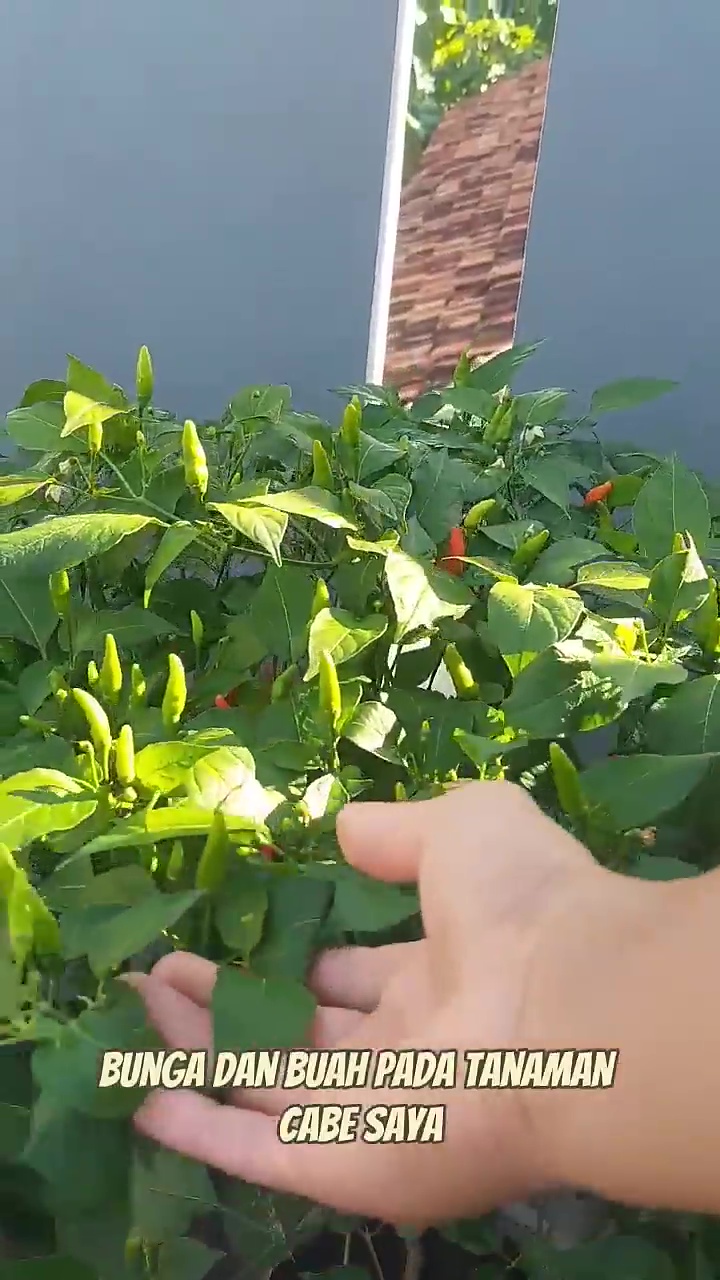 Cuma pakai 3 rempah dapur ini, tanaman cabai auto berbuah lebat dan bebas dari hama hingga panen