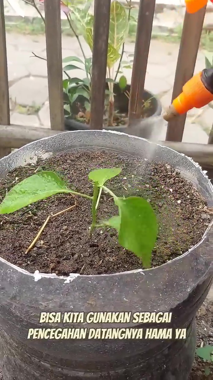 Cuma pakai 3 rempah dapur ini, tanaman cabai auto berbuah lebat dan bebas dari hama hingga panen