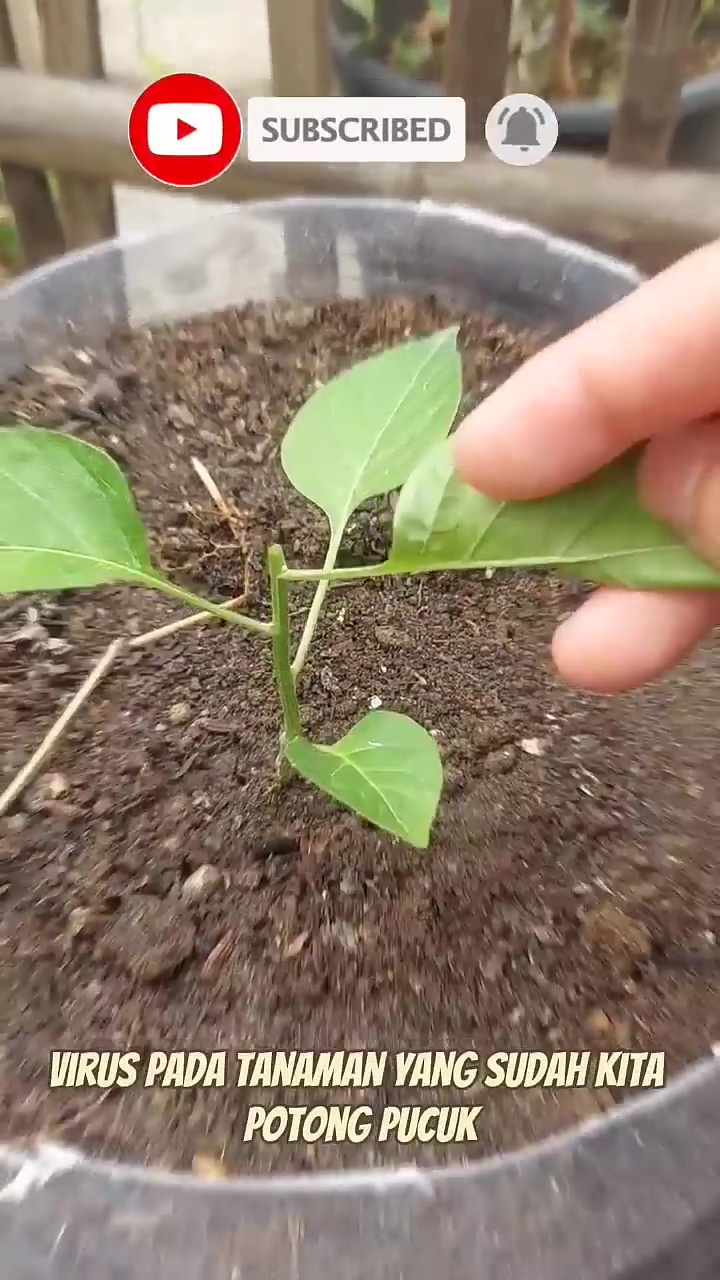 Cuma pakai 3 rempah dapur ini, tanaman cabai auto berbuah lebat dan bebas dari hama hingga panen