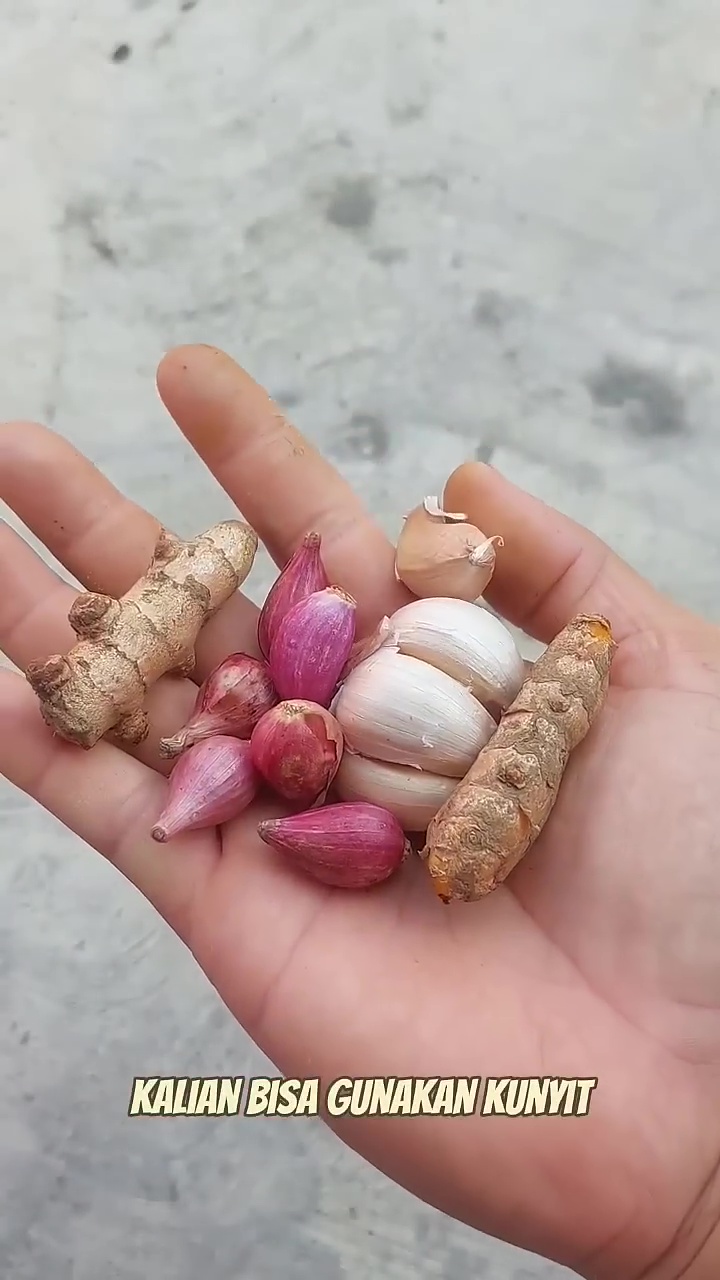 Cuma pakai 3 rempah dapur ini, tanaman cabai auto berbuah lebat dan bebas dari hama hingga panen