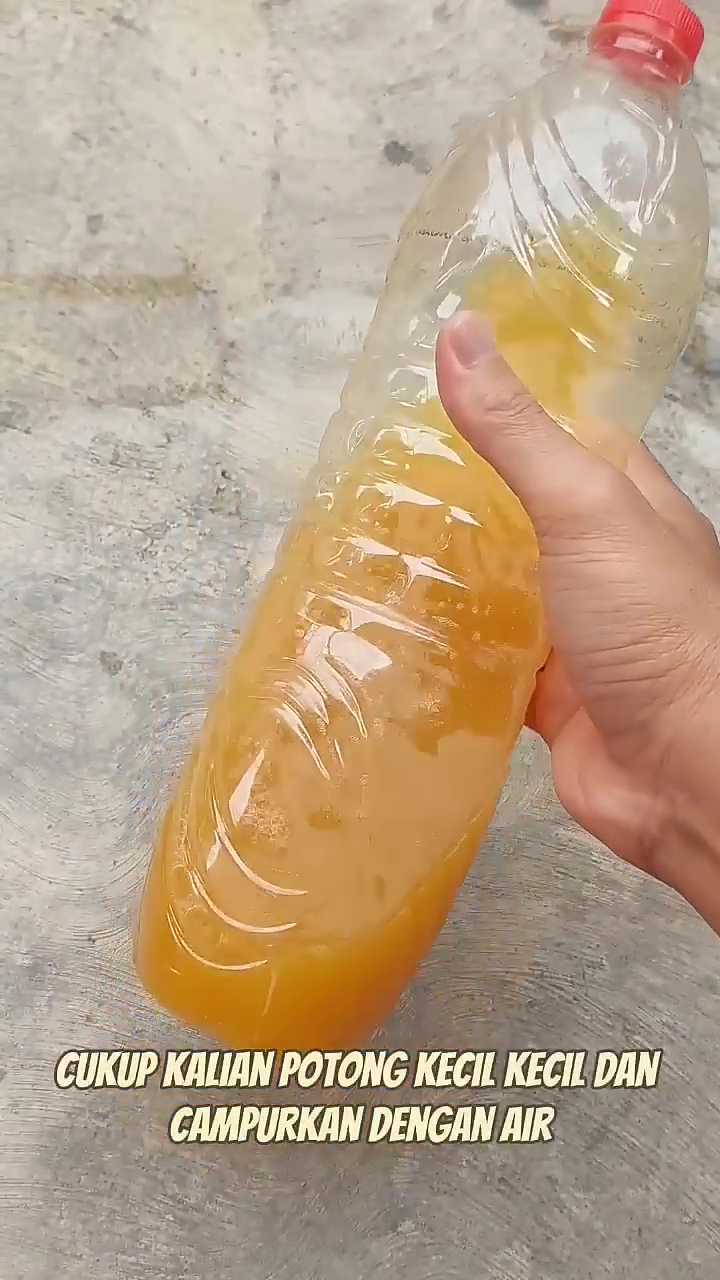 Cuma pakai 3 rempah dapur ini, tanaman cabai auto berbuah lebat dan bebas dari hama hingga panen