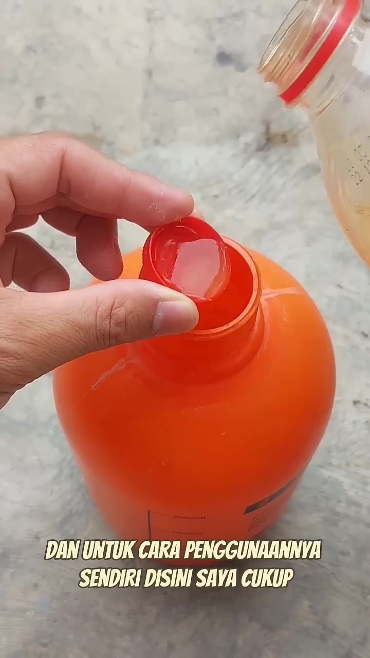 Cuma pakai 3 rempah dapur ini, tanaman cabai auto berbuah lebat dan bebas dari hama hingga panen