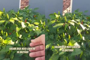 Cuma pakai 3 rempah dapur ini, tanaman cabai auto berbuah lebat dan bebas dari hama hingga panen