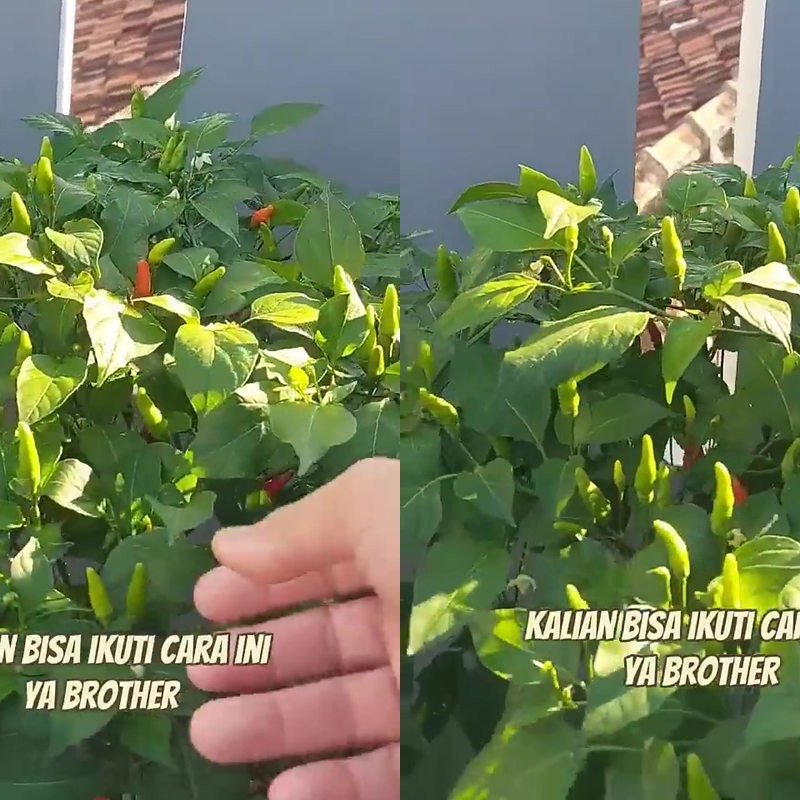 Cuma pakai 3 rempah dapur ini, tanaman cabai auto berbuah lebat dan bebas dari hama hingga panen 