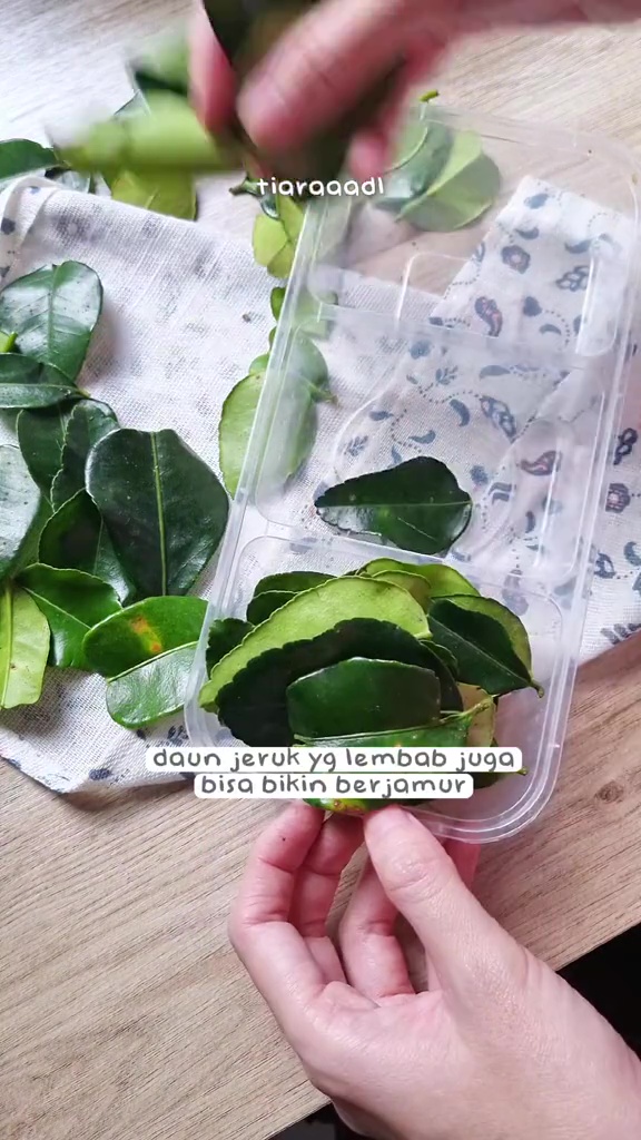 Nggak perlu plastik, ini rahasia daun jeruk awet berminggu-minggu tanpa layu dan tetap beraroma segar