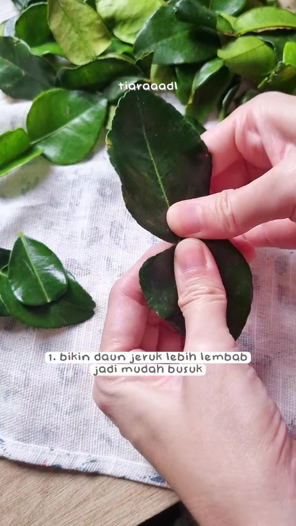 Nggak perlu plastik, ini rahasia daun jeruk awet berminggu-minggu tanpa layu dan tetap beraroma segar